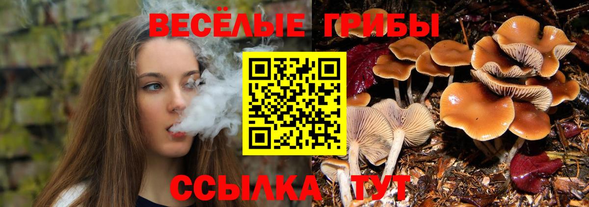 купить наркотик  Галлюциногенные грибы Psilocybe  Вход с VPN  Старая Купавна 